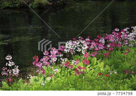 栃木県奥日光・クリンソウ群生地 7734798