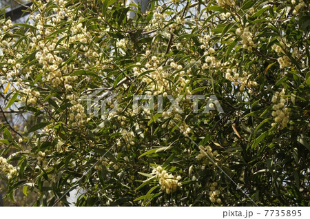 ユーカリノキの花 7735895