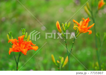 ヤブカンゾウノ花 ヤブカンゾウノ花 7735907