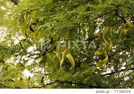 サイカチのねじれた豆果 サイカチのねじれた豆果 7736059