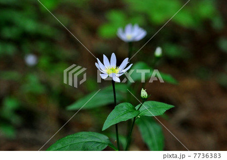 ミヤマヨメナ 7736383