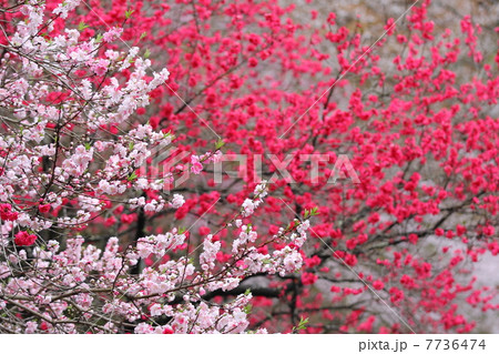 花もも 花もも 7736474