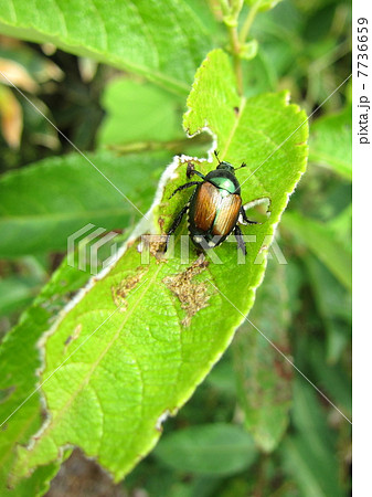 マメコガネムシ マメコガネムシ 7736659