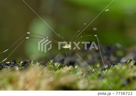 ザトウムシ 7736722