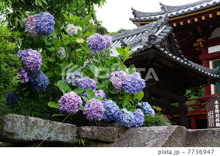 矢田寺の紫陽花 矢田寺の紫陽花 7736947