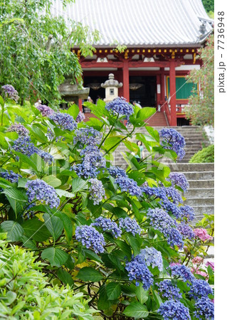 矢田寺の紫陽花 矢田寺の紫陽花 7736948