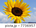 ひまわり 7736957