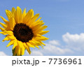 ひまわり 7736961