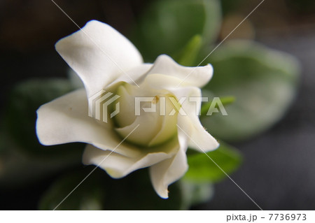 ガーデニア１ 7736973