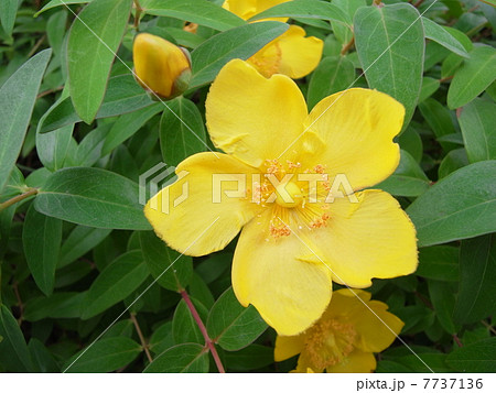 キンシバイ・イメージ(1) キンシバイ・イメージ(1) 7737136