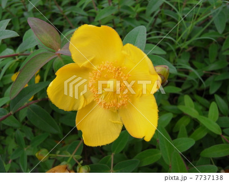 キンシバイ・イメージ（３） 7737138