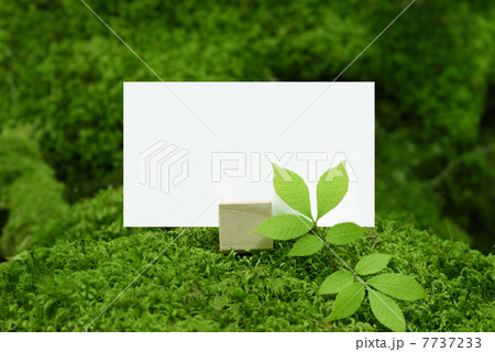 森のメッセージ 森のメッセージ 7737233