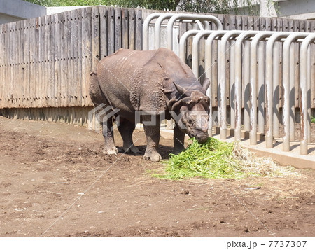 インドサイ 7737307