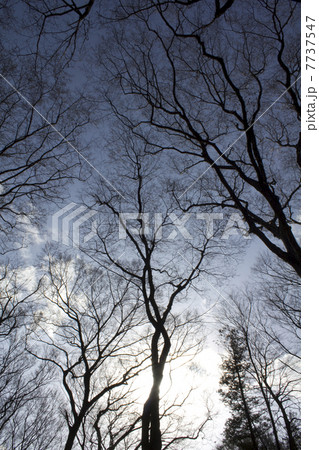 冬の樹 7737547