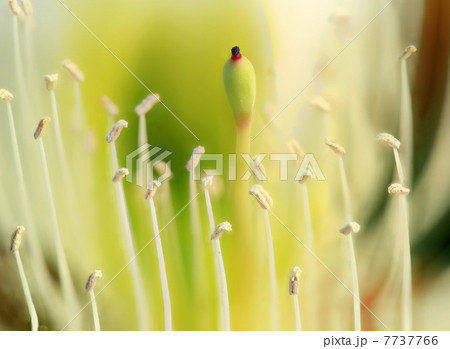 Purple capparis flower (Capparis herbacea) 7737766
