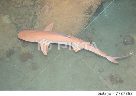 ネムリブカ Whitetip reef shark ネムリブカ Whitetip reef shark 7737868