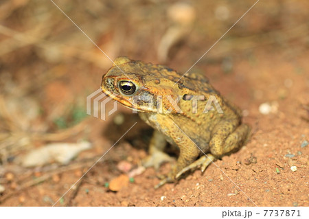 オオヒキガエル Giant marine toad オオヒキガエル Giant marine toad 7737871