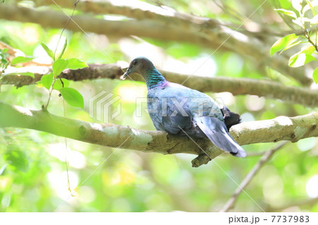 アカガシラカラスバト アカガシラカラスバト 7737983