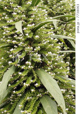 エキウムの白い花 エキウムの白い花 7738063