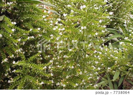 エキウムの白い花 7738064