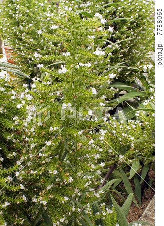 エキウムの白い花 エキウムの白い花 7738065