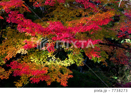 笠置山の紅葉 笠置山の紅葉 7738273