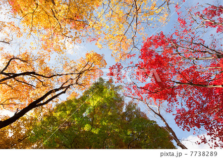 笠置山の紅葉 笠置山の紅葉 7738289