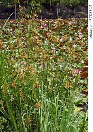 花穂を付けたイグサ 7738314