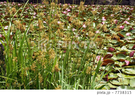 花穂を付けたイグサ 7738315