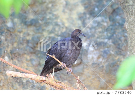 アカガシラカラスバトの幼鳥 7738540