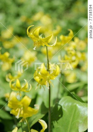 キバナカタクリ 7738594