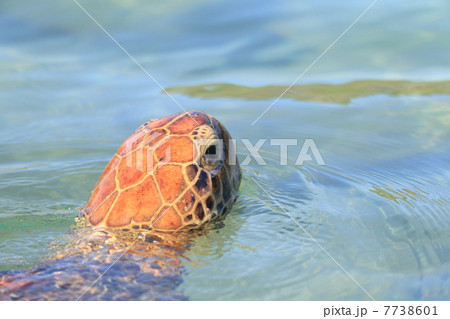小笠原・母島のアオウミガメ 7738601
