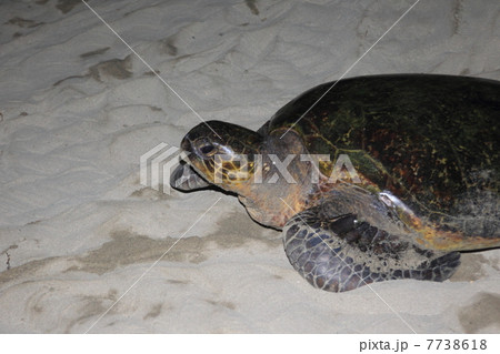 小笠原・母島のアオウミガメの産卵 7738618