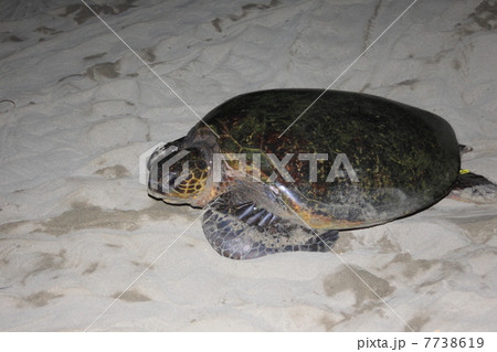 小笠原・母島のアオウミガメの産卵 7738619