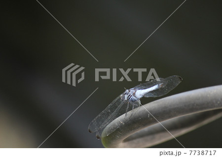 シオカラトンボ 7738717