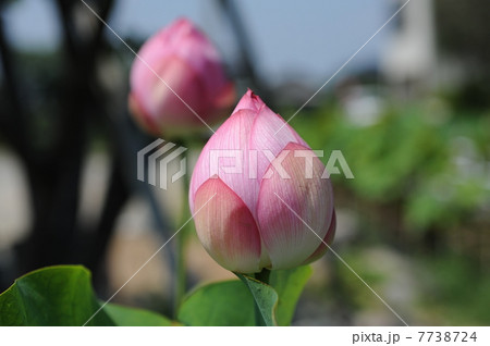 ハスの花 7738724