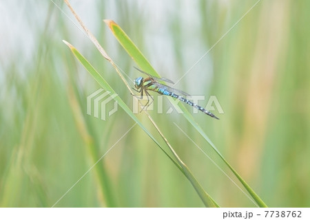 マダラヤンマ 7738762