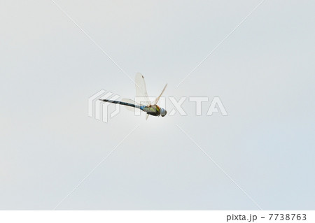 マダラヤンマ　 7738763