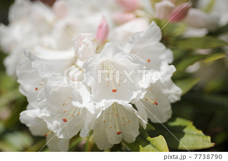 白いシャクナゲの花の写真素材