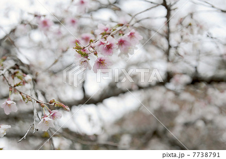 フジザクラ フジザクラ 7738791