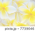 水に浮かべたたくさんのプルメリア 7739046