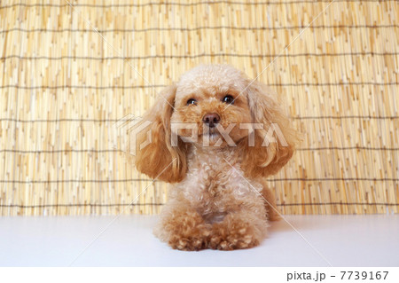 夏バージョンのトイプードル 7739167
