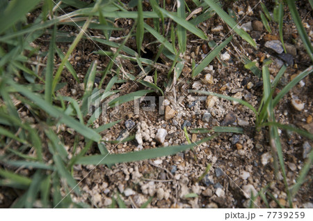 蟻の巣と蟻１ 7739259