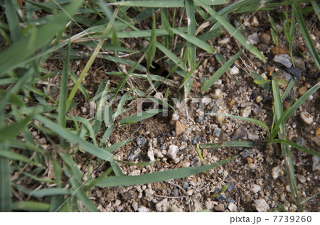 蟻の巣と蟻２ 7739260