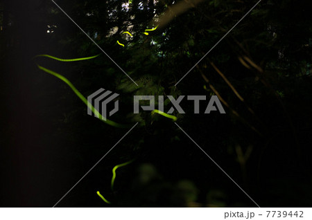 ホタルの光跡 7739442