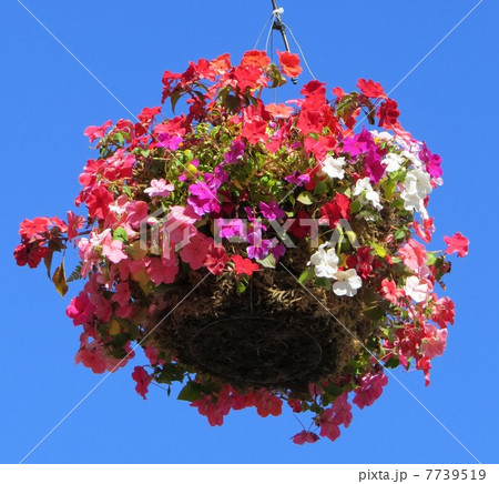 ハンギング・バスケット 7739519