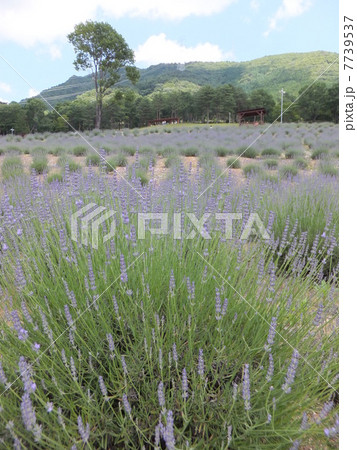ラベンダー ラベンダー 7739537