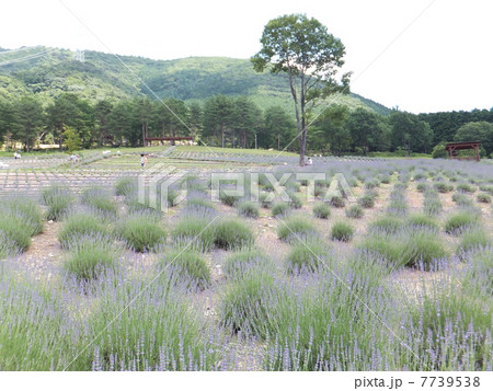 ラベンダー 7739538