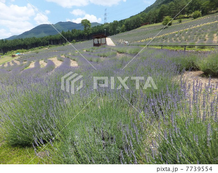 ラベンダー 7739554
