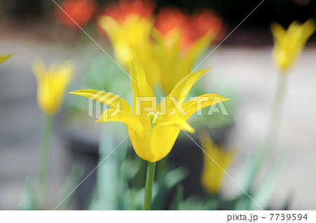黄色いチューリップ 黄色いチューリップ 7739594